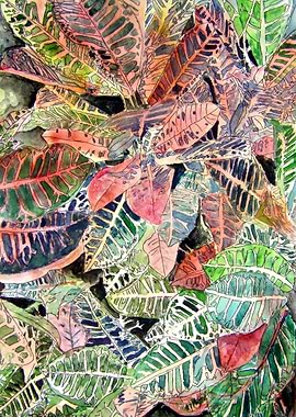 Croton Tropical Plant