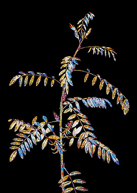 Prismatic Mosaic Botanical