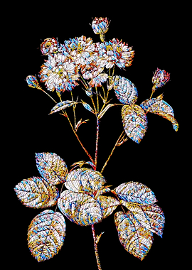 Prismatic Rose Mosaic