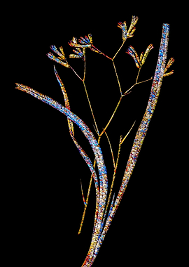 Stained Glass Botanical