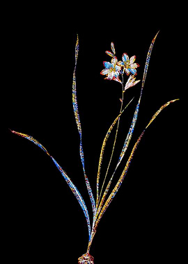 Prismatic Mosaic Gladiolus