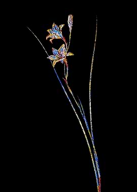 Prismatic Mosaic Gladiolus