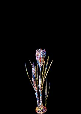 Prismatic Mosaic Crocus