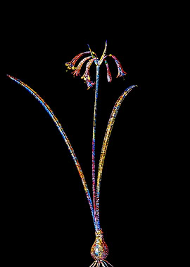 Stained Glass Botanical