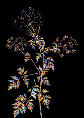 Prismatic Mosaic Botanical