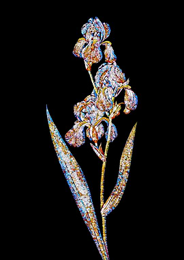 Stained Glass Iris on Noir