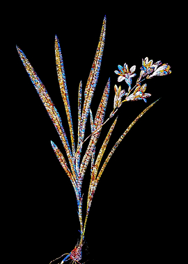 Prismatic Mosaic Gladiolus
