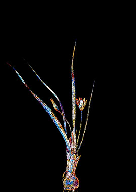 Prismatic Mosaic Botanical