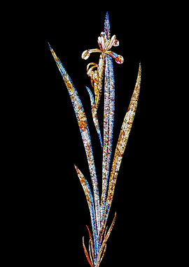 Stained Glass Iris on Noir