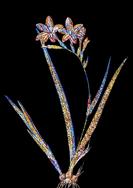 Prismatic Mosaic Gladiolus