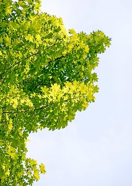 Trees vs sky fine prints