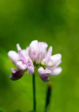 Trifolium macro flower