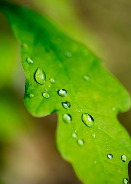Rain drops on leaf macro