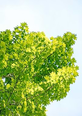 Trees vs sky fine prints