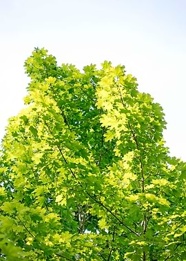 Trees vs sky fine prints
