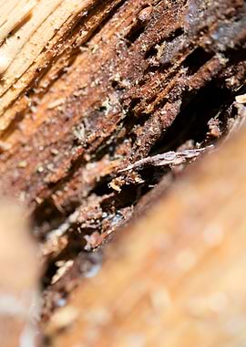 Cutted Wood Abstract