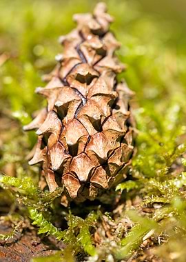 Wild forest macro fruits