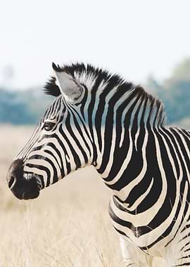 Invizebra