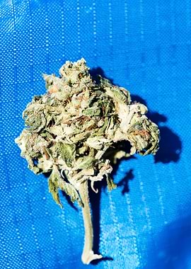 Medical cannabis AK 47 bud