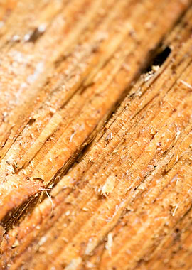 Cutted Wood Abstract