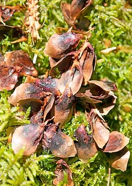 Wild forest macro fruits