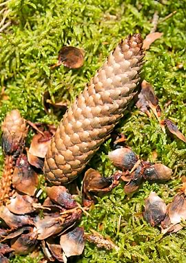 Wild forest macro fruits