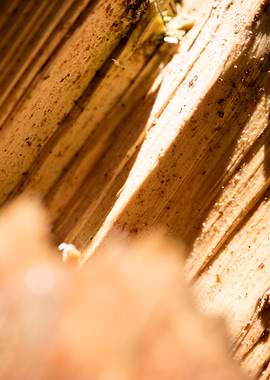 Cutted Wood Abstract