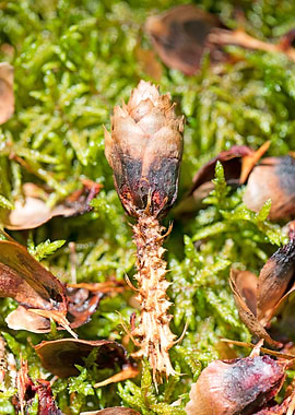 Wild forest macro fruits