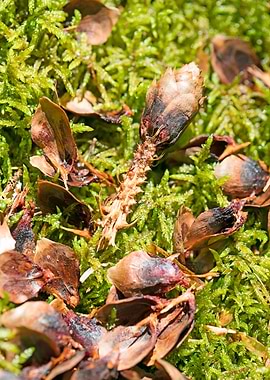 Wild forest macro fruits