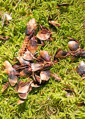 Wild forest macro fruits