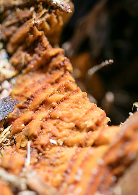 Cutted Wood Abstract