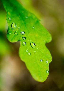 Rain drops on leaf macro