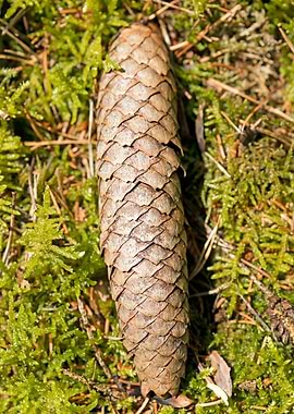 Wild forest macro fruits