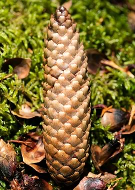 Wild forest macro fruits