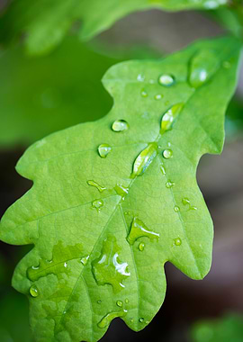 Rain drops on leaf macro