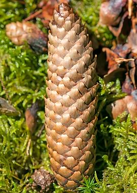 Wild forest macro fruits