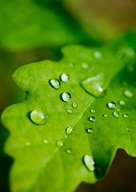 Rain drops on leaf macro
