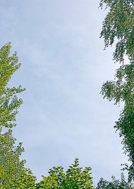 Trees vs sky fine prints