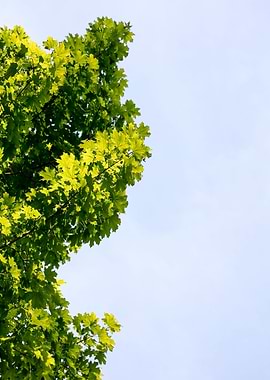 Trees vs sky fine prints