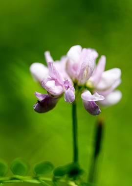 Trifolium macro flower