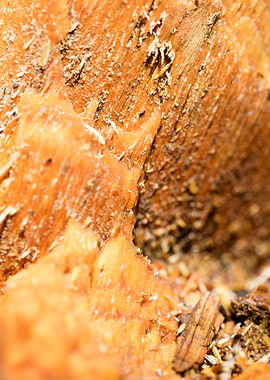 Cutted Wood Abstract