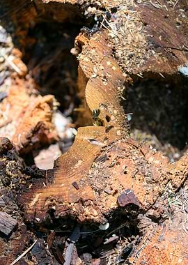 Cutted Wood Abstract