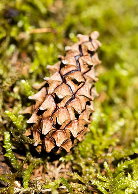 Wild forest macro fruits