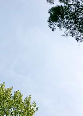 Trees vs sky fine prints