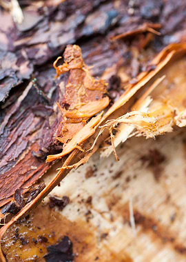 Wood macro trippy abstract