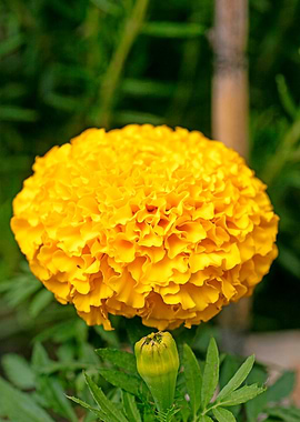 Calendula macro flower