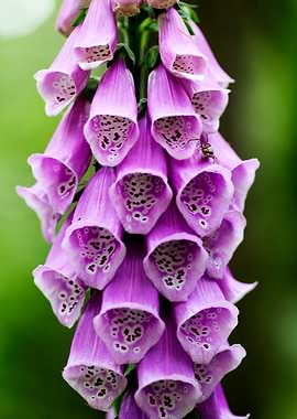 Purpurea digitalis flower