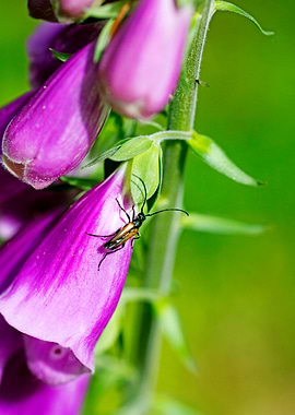 Purpurea digitalis flower