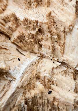 Wood macro trippy abstract