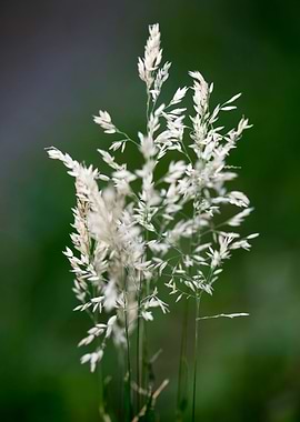 Holcus latanus wild flower